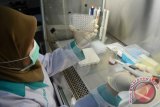 Petugas laboratorium memeriksa sampel darah ayam untuk penelitian penyebaran virus Flu Burung (H1NI) di Laboratorium Balai Besar Karantina Pertanian Surabaya di Juanda, Sidoarjo, Jawa Timur, Rabu (6/4). Laborotorium penelitian tersebut untuk menganalisis ada tidaknya flu burung pada ayam dan burung serta strain virus apa yang terlibat. Antara Jatim/Umarul Faruq/zk/16