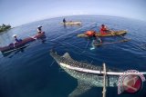 Sejumlah warga bermain bersama Hiu Paus (Shark Whale) di Desa Botu Barani, Kabupaten Bone Bolango, Gorontalo, Rabu (6/4). Ketersediaan makanan yang cukup dan kualitas air laut yang baik membuat tujuh ekor Hiu Paus sering datang ke lokasi tersebut. ANTARA FOTO/Adiwinata Solihin/wdy/16