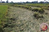 Petani memanen padi yang masih berusia 90 hari di salah satu lahan pertanian yang rusak di Kota Blitar, Jawa Timur, Jum'at (8/4). Sejumlah petani mengaku memanen padi lebih awal agar mengurangi kemungkinan gagal panen dan kerugian lebih besar, karena hampiir seluruh lahan pertanian didaerah tersebut rusak akibat cuaca buruk disertai angin kencang yang melanda dalam dua minggu terahir. Antara Jatim/Irfan Anshori/zk/16