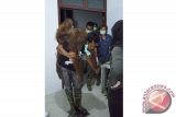 Seorang tim medis membawa satu induk Orangutan betina beserta anaknya yang akan dilepasliarkan, di pusat konservasi Yayasan Inisiasi Alam Rehabilitasi Indonesia (YIARI) Ketapang, Kalbar, Senin (4/4). YIARI bersama BKSDA Kalbar dan Balai TNGP melepas liarkan satu induk Orangutan betina beserta anaknya di Dusun Parit Bugis, Desa Simpang Tiga, Kabupaten Kayong Utara yang termasuk dalam kawasan pengelolaan TNGP. ANTARA FOTO/Humas YIARI- Heribertus/jhw/16

