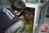 Seorang tim medis memasukkan satu individu Orangutan betina ke dalam kandang sebelum dilepasliarkan, di pusat konservasi Yayasan Inisiasi Alam Rehabilitasi Indonesia (YIARI) Ketapang, Kalbar, Senin (4/4). YIARI bersama BKSDA Kalbar dan Balai TNGP melepas liarkan satu induk Orangutan betina beserta anaknya di Dusun Parit Bugis, Desa Simpang Tiga, Kabupaten Kayong Utara yang termasuk dalam kawasan pengelolaan TNGP. ANTARA FOTO/Humas YIARI- Heribertus/jhw/16

