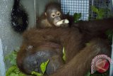 Bayi Orangutan memeluk induknya yang pingsan setelah ditembak obat bius sebelum dilepasliarkan, di pusat konservasi Yayasan Inisiasi Alam Rehabilitasi Indonesia (YIARI) Ketapang, Kalbar, Senin (4/4). YIARI bersama BKSDA Kalbar dan Balai TNGP melepas liarkan satu induk Orangutan betina beserta anaknya di Dusun Parit Bugis, Desa Simpang Tiga, Kabupaten Kayong Utara yang termasuk dalam kawasan pengelolaan TNGP. ANTARA FOTO/Humas YIARI- Heribertus/jhw/16

