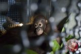 Bayi Orangutan memeluk induknya yang pingsan setelah ditembak obat bius sebelum dilepasliarkan, di pusat konservasi Yayasan Inisiasi Alam Rehabilitasi Indonesia (YIARI) Ketapang, Kalbar, Senin (4/4). YIARI bersama BKSDA Kalbar dan Balai TNGP melepas liarkan satu induk Orangutan betina beserta anaknya di Dusun Parit Bugis, Desa Simpang Tiga, Kabupaten Kayong Utara yang termasuk dalam kawasan pengelolaan TNGP. ANTARA FOTO/Humas YIARI- Heribertus/jhw/16

