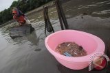 Nelayan mengumpulkan tangkapan udang laut di perairan sekitar jembatan Suramadu, Surabaya, Jawa Timur, Jumat (8/4). Para nelayan di kawasan tersebut memanfaatkan surutnya air laut untuk menangkap udang yang nantinya dijual dengan harga Rp35 ribu perkilogram ke sejumlah pasar tradisional di Surabaya. Antara Jatim/Moch Asim/16