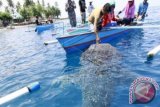 Warga menyentuh mulut Hiu paus (whale shark) di Desa Botubarani, Kabupaten Bone Bolango, Gorontalo, belum lama ini. Persatuan Olahraga Selam Seluruh Indonesia (POSSI) bersama komunitas di Gorontalo mengimbau warga yang berkunjung di lokasi penampakan Hiu paus untuk tidak menyentuh hewan tersebut karena dapat melukai dan mengakibatkan stres. (ANTARA FOTO/Adiwinata Solihin)