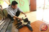 Manajer Program Kalimantan Barat WWF-Indonesia, Albertus Tjiu melakukan pengukuran terhadap beberapa potong daging Ikan Pesut yang berhasil dikumpulkan, di Desa Tasikmalaya, Kecamatan Batu Ampar, Kabupaten Kubu Raya, Kalbar, Selasa (12/4). Pada Kamis (7/4), nelayan setempat menemukan tiga ekor Ikan Pesut (Irawaddy Dolphin) dalam keadaan mati saat sedang menarik pukat di perairan sungai setempat. Kemudian karena tidak laku dijual, ketiga Ikan Pesut yang dilindungi tersebut dipotong-potong dan dibagikan ke warga setempat. ANTARA FOTO/Victor Fidelis Sentosa/jhw/16