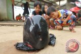 Sejumlah anak memperhatikan potongan kepala Ikan Pesut di Desa Tasikmalaya, Kecamatan Batu Ampar, Kabupaten Kubu Raya, Kalbar, Senin (11/4). Nelayan setempat menemukan tiga ekor Pesut (Irawaddy Dolphin) dalam keadaan mati saat sedang menarik pukat di perairan sungai setempat pada Kamis (7/4). Kemudian karena tidak laku dijual, ketiga Pesut yang dilindungi tersebut dipotong-potong dan dibagikan ke warga setempat. ANTARA FOTO/Victor Fidelis Sentosa/jhw/16