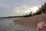 Seorang wisatawan bersantai di Pantai Bekicot Bengkak, Banyuwangi, Jawa Timur, Rabu (13/4). Pantai yang berada di sisi utara Kabupaten Banyuwangi tersebut, Memiliki pasir putih dan bebatuan kecil serta banyak cangkang bekicot yang menjadi ciri khas dari pantai ini, namun pantai tersebut belum belum dikelola secara maksimal sehingga sepi pengunjung. Antara Jatim/ Budi Candra Setya/zk/16.