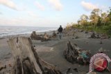 Seorang warga melintas diantara akar pohon mangrove yang sudah rambas di pesisir pantai Desa Bagok Panah, Kecamatan Nurussalam, Aceh Timur, Aceh, Kamis (14/4). Kerusakan hutan mangrove tersebut akibat pemotongan kayu mangrove untuk dijadikan arang secara ilegal. ANTARA FOTO/Syifa Yulinnas/ama/16.