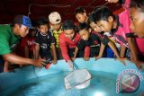 Sejumlah santri belajar budidaya ikan di Ponpes At Tahdzib Ngoro, Jombang, Jawa Timur, Kamis (14/4). Selain belajar ilmu agama santri di Ponpes setempat juga dibekali pengetahuan budidaya ikan serta pertanian. Antara Jatim/Syaiful Arif/zk/16