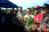 Wakil Wali Kota Pontianak, Edi Rusdi Kamtono memanen bawang merah dan cabai rawit di Sungai Selamat, Kecamatan Pontianak Utara, guna menekan laju inflasi di Pontianak. (Foto Antara Kalbar / Andilala)