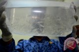 Petugas Balai Karantina Ikan, Pengendalian Mutu dan Keamanan Hasil Perikanan Kelas I Surabaya menunjukkan benih lobster yang hendak diselundupkan dari Cilacap ke surabaya saat gelar rilis di kantor Balai Karantina Ikan, Pengendalian Mutu dan Keamanan Hasil Perikanan Kelas I Surabaya jalan Juanda, Sidoarjo, Jawa Timur, Senin (18/4). Dalam hasil penyelidikan tersebut petugas berhasil mengamankan barang bukti 2 box stereofom benih lobster sebanyak 30.000 ekor dalam keadaan hidup yang diangkut bis Rosalia Indah di Bungurasih. Antara Jatim/Umarul Faruq/zk/16