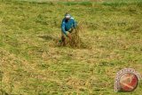 Petani memberdirikan tanaman padi yang rebah akibat diterjang angin kencang di Desa Polagan, Galis, Pamekasan, Jatim, Senin (17/4). Sebagian besar tanaman padi di daerah itu rebah setelah diterjang angin kencang dan hujan lebat dalam satu pekan terakhir dan diperkirakan akan mengurangi produksi hingga 25 persen. Antara Jatim/Foto/Saiful Bahri/zk/16