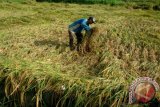 Petani memberdirikan tanaman padi yang rebah akibat diterjang angin kencang di Desa Polagan, Galis, Pamekasan, Jatim, Senin (17/4). Sebagian besar tanaman padi di daerah itu rebah setelah diterjang angin kencang dan hujan lebat dalam satu pekan terakhir dan diperkirakan akan mengurangi produksi hingga 25 persen. Antara Jatim/Foto/Saiful Bahri/zk/16