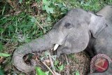 Seekor gajah sumatera jantan tergeletak mati di kawasan perkebunan kelapa sawit PT Dwi Kencana Semesta Kecamatan Banda Alam, Aceh Timur, Aceh, Minggu (14/7/2016). Penyebab kemtian gajah jantan berusia lima tahun itu masih dalam penyelidikan pihak berwenang, sementara itu data Balai Koservasi Sumber Daya Alam (BKSDA) Aceh menunjukkan 21 ekor gajah Sumatera mati akibat konflik dengan manusia di Aceh pada 2014-2016. (Foto Syifa Yulinnas)
