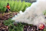 Belasan kilogram ganja asal Aceh dimusnahkan