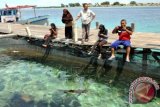 Wisatawan mengunjungi penangkaran ikan Hiu Perairan Pulau Pari di kawasan Kabupaten Administrasi Kepulauan Seribu, Jakarta, Rabu (20/4). Kepulauan Seribu yang menjadi salah satu dari 10 destinasi wisata nasional tahun 2016 menawarkan berbagai wisata kelautan di antaranya wisata edukasi lingkungan yaitu penangkaran ikan Hiu dan penangkaran Penyu Sisik. ANTARA FOTO/Anis Efizudin/wdy/16