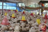 Seorang peternak mengecek ayam di kandang miliknya di Desa Keude Birem, Kecamatan Birem Bayeun, Aceh Timur, Aceh, Selasa (19/4). Sejak beberapa pekan terakhir kematian ayam di daerah tersebut meningkat akibat serangan flu burung sehingga peternak merugi. ANTARA FOTO/Syifa Yulinnas/pras/16.
