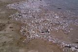 Fenomena apa ya, ribuan ton ikan mati di pantai Jepang utara