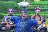 Wisatawan asing melakukan gerakan yoga dengan bebek di atas kepalanya saat memperagakan seni beladiri Mepantigan di persawahan kawasan Batubulan, Kab. Gianyar, Bali, Minggu (24/4). Mepantigan merupakan seni beladiri asal Bali yang menggabungkan gerak beladiri, tarian tradisional, musik dan harmonisasi dengan hewan dan tumbuhan. ANTARA FOTO/Fikri Yusuf/aww/16.