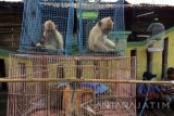 Sejumlah anak monyet ekor panjang (Macaca fascicularis) diperjualbelikan di depan Pasar Peterongan, Jombang, Jawa Timur, Kamis (28/4). Monyet ekor panjang (Macaca fascicularis) adalah salah satu jenis primata yang masih belum dilindungi di Indonesia dan banyak diperjualbelikan secara bebas di pasar hewan dengan harga sekitar Rp. 250 ribu- Rp.300 ribu per ekor. Antara Jatim/Syaiful Arif/zk/16