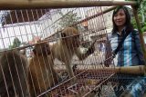 Sejumlah anak monyet ekor panjang (Macaca fascicularis) diperjualbelikan di depan Pasar Peterongan, Jombang, Jawa Timur, Kamis (28/4). Monyet ekor panjang (Macaca fascicularis) adalah salah satu jenis primata yang masih belum dilindungi di Indonesia dan banyak diperjualbelikan secara bebas di pasar hewan dengan harga sekitar Rp. 250 ribu- Rp.300 ribu per ekor. Antara Jatim/Syaiful Arif/zk/16
