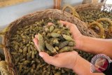 Pekerja memperlihatkan pinang muda setelah proses penguapan dan pengeringan di salah satu tempat pengumpulan di Desa Kampung Keude, Sungai Raya, Aceh Timur, Aceh, Kamis (28/4). Pinang muda yang dibeli dari petani dengar harga Rp 4.000 per kilogram tersebut diekspor keluar negeri seperti Cina dan Hongkong untuk bahan pembuatan permen dan obat herbal. ANTARA FOTO/Syifa Yulinnas/pd/16