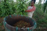 Petani memanen cabe jamu (Piper retrofractum Vahl) di desa Sumber Papan,Pamekasan, Jatim, Senin (2/5). Harga komoditas untuk bahan herbal tersebut turun dari Rp85.000 menjadi Rp80.000 per kg kering karena mulai memasuki musim panen. Antara Jatim/Foto/Saiful Bahri/zk/16
