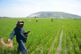 Seorang petani memupuk tanaman padi dengan latar belakang gunung kapur Sadeng di Desa Grenden, Puger, Jember, Jawa Timur, Senin (2/5). Menurut data dari Panitia Khusus Tambang DPRD Jatim tercatat  47 perusahaan tambang di Jember, namun 30 perusahaan izinnya masih aktif, dan 15 perusahaan izinnya sudah mati dan dua perusahaan izinnya dikembalikan.Dari 30 perusahaan yang masih aktif memiliki izin tambang itu terdiri dari 14 perusahaan melakukan tambang galian C berupa kapur dan satu perusahaan melakukan tambang batu kwarsa, sedangkan galian B tercatat sebanyak 14 perusahaan melakukan penambangan mangaan dan satu perusahaan menambang pasir besi. Antara Jatim/Seno/zk/16.