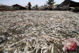 Pekerja menjemur ikan teri atau bilis (Engraulidae) di kawasan pesisir pantai Kp3 Lhokseumawe, Aceh, Kamis (5/5). Produksi ikan teri berkisar 4-5 ton setiap harinya itu selain memenuhi kebutuhan pasar nasional juga guna pasar ekspor ke Malaysia dengan harga Rp 90 ribu per kg untuk pasar dalam negeri dan Rp120 ribu hingga Rp140 ribu per kg untuk pasar ekspor. ANTARA FOTO/Rahmad/aww/16.