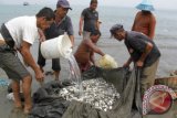 Nelayan tradisional mengumpulkan hasil tangkapan ikan kecil di perairan Kampung Jawa, Banda Aceh, Sabtu (7/5). Sejumlah nelayan tradisional di daerah itu mengeluhkan hasil tangkapan yang menurun akibat maraknya penggunaan pukat harimau (trawl). ANTARA FOTO/Ampelsa/aww/16.