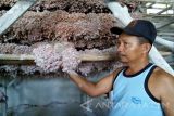 Seorang petani menunjukkan bibit bawang merah di gudang Kelurahan Sukomoro, Kabupaten Nganjuk, Jawa Timur, Senin (9/5). Harga bibit saat ini mencapai Rp35 ribu per kilogram. Petani bawang merah sengaja menyimpan sebagian produksi bawang merah dijadikan sebagai bibit. Biasanya, dijual kering hanya sekitar Rp12 ribu per kilogram, namun dengan bibit harganya bisa dua kali lipat. Antara Jatim/Foto/Asmaul Chusna/16 