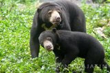 Seekor anakan beruang madu (Helarctos malayanus) berada di kandang Taman Safari Indonesia (TSI) II, Pasuruan, Jawa Timur, Senin (9/5). Anakan beruang madu merupakan kelahiran yang pertama di TSI II Prigen dengan jenis kelamin jantan tersebut melengkapi 7 koleksi di Taman Safari Indonesia II. Antara Jatim/Umarul Faruq/zk/16