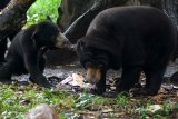 Seekor anakan beruang madu (Helarctos malayanus) berada di kandang Taman Safari Indonesia (TSI) II, Pasuruan, Jawa Timur, Senin (9/5). Anakan beruang madu merupakan kelahiran yang pertama di TSI II Prigen dengan jenis kelamin jantan tersebut melengkapi 7 koleksi di Taman Safari Indonesia II. Antara Jatim/Umarul Faruq/zk/16