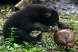 Seekor anakan beruang madu (Helarctos malayanus) berada di kandang Taman Safari Indonesia (TSI) II, Pasuruan, Jawa Timur, Senin (9/5). Anakan beruang madu merupakan kelahiran yang pertama di TSI II Prigen dengan jenis kelamin jantan tersebut melengkapi 7 koleksi di Taman Safari Indonesia II. Antara Jatim/Umarul Faruq/zk/16