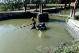 Warga mencari ikan menggunakan alat setrum di Jombang, Jawa Timur. Rabu (11/5). Banyaknya ikan yang didapat menggunakan alat tangkap setrum, membuat masyarakat meninggalkan cara menangkap ikan secara tradisional seperti menjaring atau memancing. Namun  penangkapan ikan dengan alat setrum dapat mengakibatkan benih ikan mati, sehingga menyebabkan endemik ikan air tawar punah dan sulit didapatkan. Antara Jatim/Syaiful Arif/zk/16