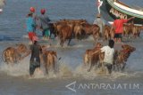 Pedagang menggiring sapi dagangannya menuju Kapal kayu bermotor saat akan di pasarkan ke Kabupaten Probolinggo dan sekitarnya di Pantai Pegagan, Pamekasan, Jatim, Jumat (13/5). Penprov Jatim terus berupaya meningkatkan produksi daging sapi, dari 862 ribu ekor kelahiran hasil inseminasi buatan pada tahun 2015 menjadi satu juta ekor kelahiran pada tahun 2016. Antara Jatim/Saiful Bahri/zk/16