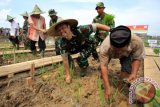 Pangdam Iskadar Muda Mayjen TNI Luczisman Rudy Polandi (kedua kanan) melakukan penanaman perdana padi perluasan cetak sawah baru bersama jajaran Muspida di Desa Darul Aman, Lhoksukon, Aceh Utara, Provinsi Aceh, Kamis (12/5). Pemerintah melalui Menteri Pertanian bekerjasama MoU (kesepakatan) TNI AD meluncurkan program cetak sawah baru seluas 15.125 hektar di 14 kabupaten/kota di Aceh dengan sumber dana APBN 2016 dan ditargetkan selesai pada September-Oktober 2016 dalam rangka meningkatkan produktivitas padi Aceh untuk cadangan beras nasional. ANTARA FOTO/Rahmad/foc/16.