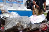 Petugas Badan Narkotika Nasional (BNN) Provinsi Sumut berjaga disamping barang bukti narkoba pada pemusanahan barang bukti, di Medan, Sumatera Utara, Jumat (13/5). BNN Sumut memusnahkan 24,9 kg ganja kering dan 4,8 kg sabu-sabu dari empat orang tersangka. ANTARA SUMUT/Irsan Mulyadi/16