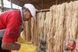 Pekerja menjemur serat batang tanaman pisang abaca (musa textilis) di Desa Sarah Gala, Kecamatan Pante Bidari, Aceh Timur, Aceh, Sabtu (14/5). Permintaan serat batang pisang untuk diekspor keluar negeri seperti Australia dan Filipina mencapai 4 sampai 5 ton per bulan sebagai bahan baku alternatif dalam pembuatan papan komposit dan lapisan anti peluru. ANTARA FOTO/Syifa Yulinnas/aww/16.