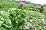 Sejumlah petani memanen sayur sawi di persawahan Wonoayu, Sidoarjo, Jawa Timur, Senin (16/5). Menurut beberapa petani di kawasan tersebut harga sayur sawi pada musim panen mengalami kenaikan harga dari Rp1000 per ikat menjadi Rp2000 per ikat, karena hasil panen sawi masih sedikit. Antara Jatim/Umarul Faruq/zk/16