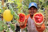 Petani menunjukan buah semangka kulit kuning untuk pembibitan di perkebunan E-park, Banyuwangi, Jawa Timur, Selasa (17/5). Pembibitan yang dilakukan oleh pengelola kebun tersebut, masih terus dilakukan pengembangan diantaranya dengan kawin silang antara semangka dan melon. Antara jatim/ Budi Candra Setya/zk/16.