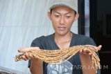 Mohammad Fatoni (28) memperlihatkan tasbih dari kayu cendana di Desa Balung Tutul, Balung, Jember, Jawa Timur, Selasa (17/5). Berbagai macam kerajinan berupa tasbih, gelang dari kayu cendana, dipasarkan ke sejumlah negara seperti Arab, Malaysia dan Jepang dijual Rp130.000/kodi tasbih serta Rp80.000/kodi gelang.
Antara Jatim/Seno/zk/16.