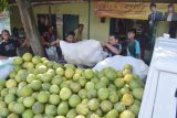 Tengkulak menaikkan jeruk pamelo ke atas bak mobil pikap sebelum dikirim ke Kudus Jawa Tengah di pasar jeruk Sambirejo, Jiwan, Kabupaten Madiun, Jawa Timur, Rabu (18/5). Pasar jeruk pamelo tersebut menjadi tempat transaksi para tengkulak yang membeli langsung dari pengecer dan petani jeruk pamelo di Magetan (Jatim) dengan pedagang dari berbagai derah yang sebagian besar mengirim jeruk pamelo ke sejumlah daerah di Jawa Timur, Jawa Tengah dan Jakarta, dengan harga antara Rp3.000 hingga Rp15.000 perbuah. Antara Jatim/Foto/Siswowidodo/zk/16