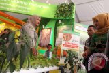 Petugas Kementerian Pertanian memperlihatkan jenis tanaman yang dikembangkan dalam Biopori pada Pekan Inovasi Sumatera Utara 2016, di Medan, Sumatera Utara, Kamis (19/5). Pekan Inovasi Sumut merupakan kegiatan yang digelar guna memperlihatkan berbagai hasil penelitian dan inovasi teknologi yang dikerjakan para unit usaha, pemkab/pemkot, BUMD dan BUMN. ANTARA SUMUT/Septianda Perdana/16 
