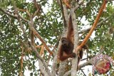 Satu dari dua individu Orangutan betina (pongo pygmaeus wurmbii) bergelantungan di pohon di hutan Sungai Katingan, Desa Muara Bulan, Kecamatan Mendawai, Kabupaten Katingan, Kalimantan Tengah, Rabu (18/5). Menurut warga setempat, dalam beberapa hari terakhir ada dua individu Orangutan yang tampak kurus dan kelaparan bergelantungan di atas pohon itu dan sibuk mengupas kulit pohon untuk mengambil kambium (lapisan jaringan meristematik) dari pohon Tilap tersebut untuk dimakan mereka. ANTARA FOTO/Victor Fidelis Sentosa/jhw/16