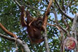 Satu dari dua individu Orangutan betina (pongo pygmaeus wurmbii) bergelantungan di pohon di hutan Sungai Katingan, Desa Muara Bulan, Kecamatan Mendawai, Kabupaten Katingan, Kalimantan Tengah, Rabu (18/5). Menurut warga setempat, dalam beberapa hari terakhir ada dua individu Orangutan yang tampak kurus dan kelaparan bergelantungan di atas pohon itu dan sibuk mengupas kulit pohon untuk mengambil kambium (lapisan jaringan meristematik) dari pohon Tilap tersebut untuk dimakan mereka. ANTARA FOTO/Victor Fidelis Sentosa/jhw/16