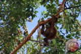 Satu dari dua individu Orangutan betina (pongo pygmaeus wurmbii) bergelantungan di pohon di hutan Sungai Katingan, Desa Muara Bulan, Kecamatan Mendawai, Kabupaten Katingan, Kalimantan Tengah, Rabu (18/5). Menurut warga setempat, dalam beberapa hari terakhir ada dua individu Orangutan yang tampak kurus dan kelaparan bergelantungan di atas pohon itu dan sibuk mengupas kulit pohon untuk mengambil kambium (lapisan jaringan meristematik) dari pohon Tilap tersebut untuk dimakan mereka. ANTARA FOTO/Victor Fidelis Sentosa/jhw/16