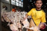 
Pedagang menawarkan daging ayam  kepada pembeli  di Pasar Tradisional Peunayong, Banda Aceh, Senin (23/5). Menjelang Ramadhan, harga daging ayam di daerah itu naik 10 hingga 15 persen, dari Rp35.000 hingga Rp38.000 perekor menurut ukurannya. ANTARA Aceh/Ampelsa/16
