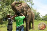 Seorang dokter hewan didampingi mahot ketika memeriksa kesehatan Gajah Sumatera (Elephas maximus sumatrensis) bernama Neneng (48) di Taman Marga Satwa Medan, Sumatera Utara. Tiap minggu dokter hewan di Taman Marga Satwa Medan memeriksa kesehatan gajah meliputi mata, telinga dan gigi. (ANTARA FOTO/Irsan Mulyadi/Dok).